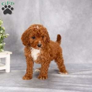 Trooper F1B, Cavapoo Puppy